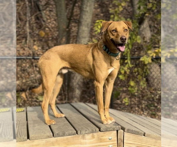 Medium Photo #18 Mutt Puppy For Sale in Elmsford, NY, USA