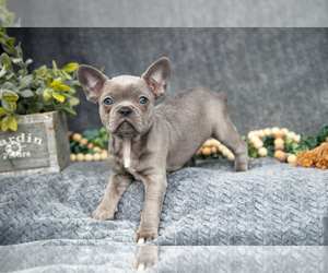 Medium Faux Frenchbo Bulldog-French Bulldog Mix