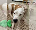 Small #4 American Staffordshire Terrier-Boxer Mix