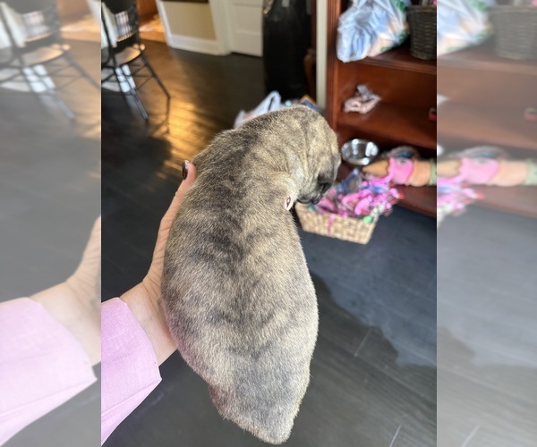 Medium Photo #11 Great Dane Puppy For Sale in CLANTON, AL, USA