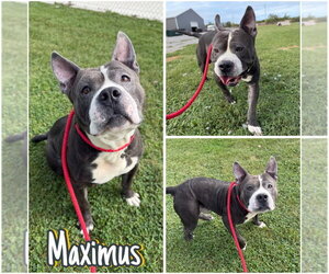 American Staffordshire Terrier Dogs for adoption in Pierceton , IN, USA