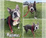 Small American Staffordshire Terrier