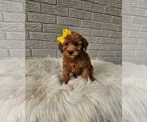 Goldendoodle (Miniature) Puppy for sale in INDIANAPOLIS, IN, USA
