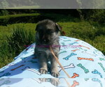 Small #5 German Shepherd Dog