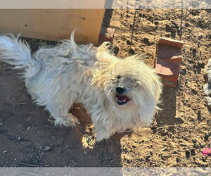 Maltese-Unknown Mix Dogs for adoption in Grafton, WI, USA