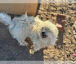 Small Maltese Mix