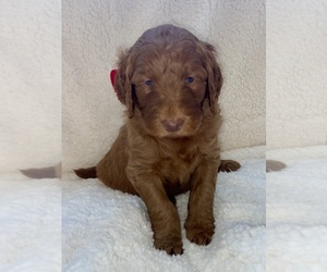 Goldendoodle Puppy for sale in STONEVILLE, NC, USA