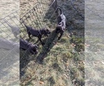 Small Photo #6 Labrador Retriever Puppy For Sale in LONGMONT, CO, USA