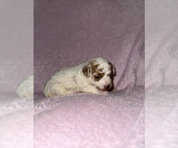 Medium Photo #39 Cavapoo (Miniature) Puppy For Sale in MUNFORDVILLE, KY, USA