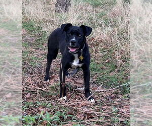 Medium Labrador Retriever