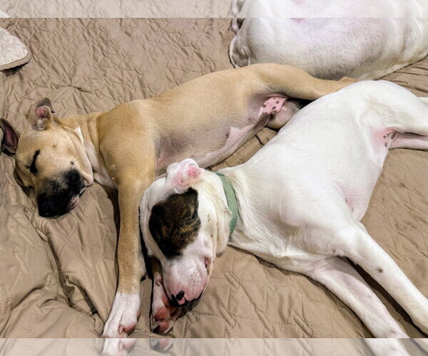Medium Photo #12 Black Mouth Cur-Labrador Retriever Mix Puppy For Sale in Rockaway, NJ, USA