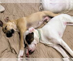 Small #11 Black Mouth Cur-Labrador Retriever Mix