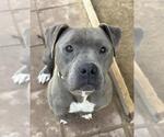 Small #1 American Pit Bull Terrier