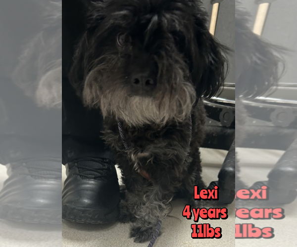 Medium Photo #1 Mutt Puppy For Sale in Woodbury, NY, USA