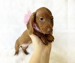 Small #2 Dachshund