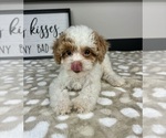 Image preview for Ad Listing. Nickname: Chloe