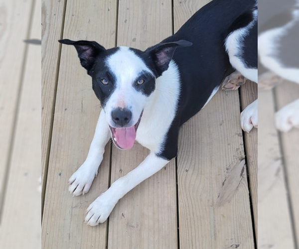 Medium Photo #2 American Pit Bull Terrier-Border Collie Mix Puppy For Sale in Bolivar, MO, USA