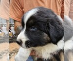 Puppy Puppy 4 Australian Shepherd