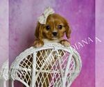 Small Photo #39 Cavalier King Charles Spaniel Puppy For Sale in WARSAW, IN, USA
