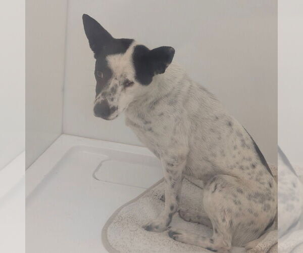 Medium Photo #1 Mutt Puppy For Sale in Chico, CA, USA