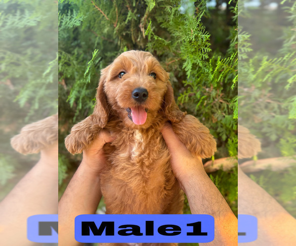 Medium Photo #18 Goldendoodle (Miniature) Puppy For Sale in BAKERSFIELD, CA, USA