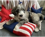 Small #2 Australian Labradoodle-Bernedoodle Mix