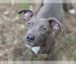 Small Blue Lacy Mix