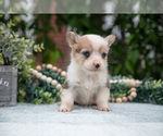 Small Photo #9 Pembroke Welsh Corgi Puppy For Sale in NEW CONCORD, OH, USA