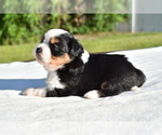 Small #4 Auss-Tzu