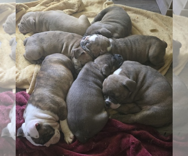 Medium Photo #1 Olde English Bulldogge Puppy For Sale in NUNNELLY, TN, USA