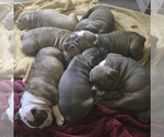 Small Olde English Bulldogge