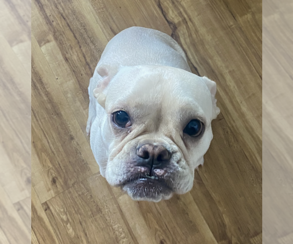 Medium Photo #2 French Bulldog Puppy For Sale in Brooklyn, NY, USA