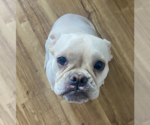 Small #1 French Bulldog