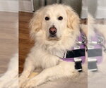 Small #1 Great Pyrenees