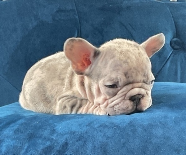 Medium Photo #22 French Bulldog Puppy For Sale in CHARLESTON, SC, USA