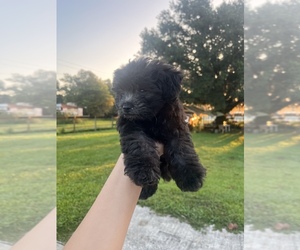 Shih-Poo Puppy for sale in PLANT CITY, FL, USA