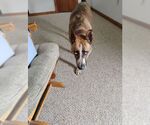 Small #3 German Shepherd Dog Mix