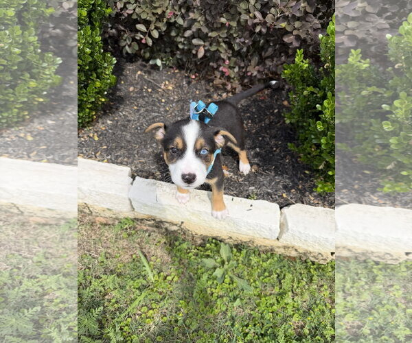 Medium Photo #1 Labrador Retriever-Unknown Mix Puppy For Sale in The Woodlands, TX, USA