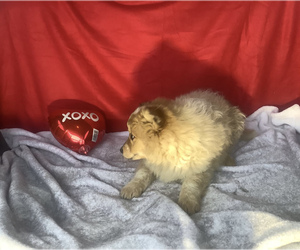 American Eskimo Dog-Australian Cattle Dog Mix Puppy for sale in HILLSBORO, WI, USA