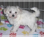 Small #10 Maltese