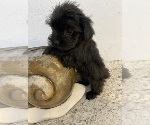 Medium Photo #3 YorkiePoo Puppy For Sale in GREENVILLE, NC, USA