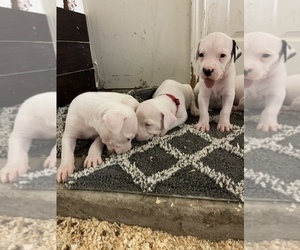 Dogo Argentino Puppy for sale in ARLINGTON, TX, USA