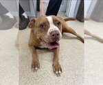 Small American Pit Bull Terrier Mix