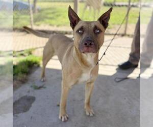 Mutt Dogs for adoption in Modesto, CA, USA