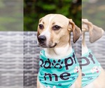 Small #2 Beagle Mix