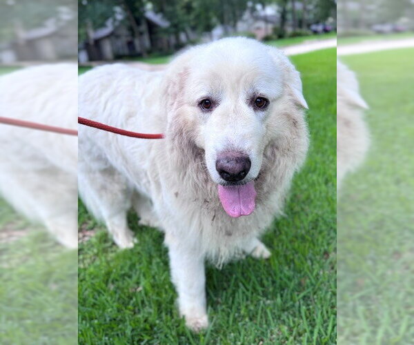 Medium Photo #14 Great Pyrenees Puppy For Sale in Spring, TX, USA