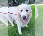 Small #13 Great Pyrenees