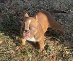 Puppy Puppy 6 American Bully