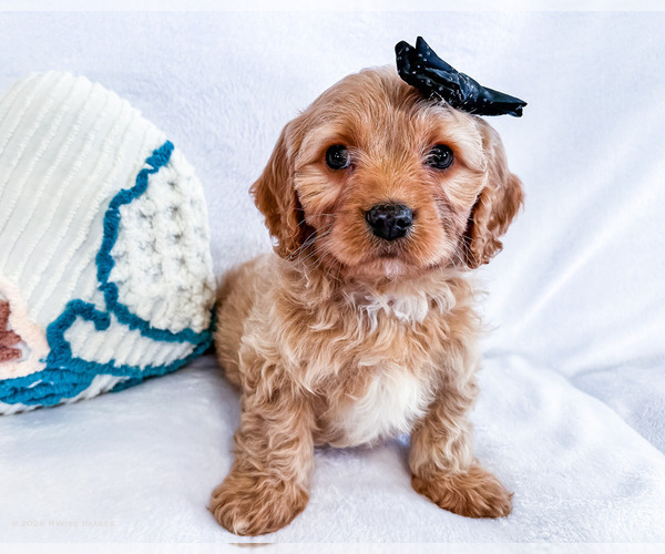 Medium Photo #4 Cavapoo (Miniature) Puppy For Sale in WAKARUSA, IN, USA