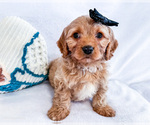 Small Photo #5 Cavapoo (Miniature) Puppy For Sale in WAKARUSA, IN, USA